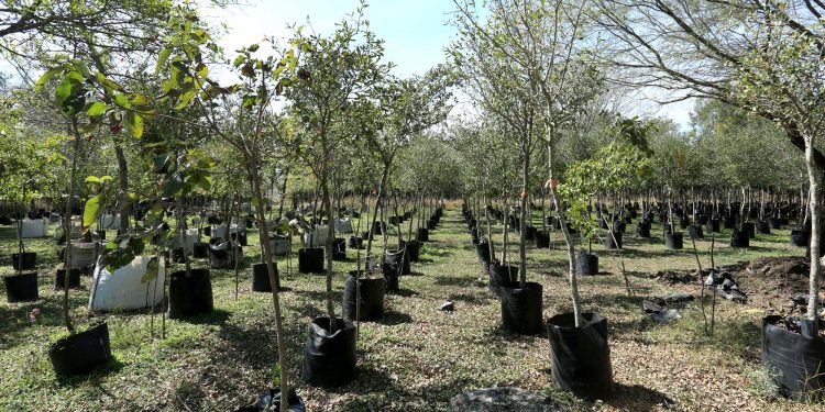 Controversia Por Las Cifras De Reforestación En Nuevo León › Regiadísticas Controversia Por Las Cifras De Reforestación En Nuevo León › Regiadísticas