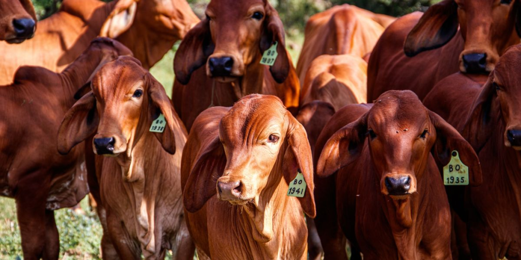 El Gusano Barrenador En Nuevo León Elevó 25% El Costo De Producción De Ganado. Productores Critican La Inacción Estatal Y Alertan Sobre Impacto Al Consumidor.