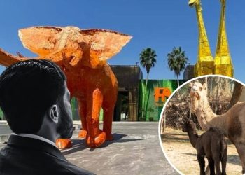 DENUNCIA-SAQUEO-ANIMALES-LA-PASTORA