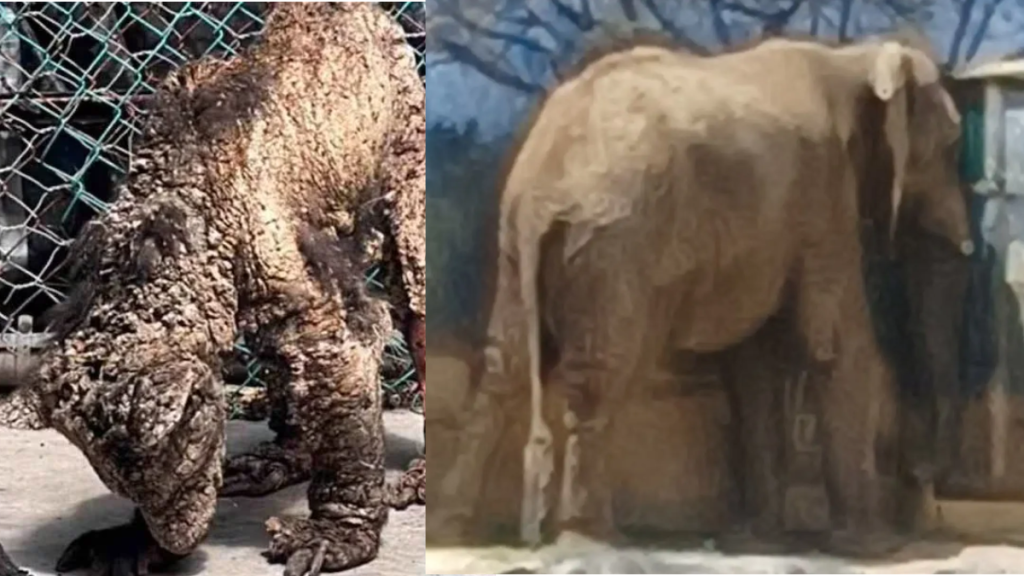 Plantilla 1200px X 675px - 2025-10-24t151609906 › Regiadísticas Los Animales De La Pastora Sobreviven Al Abandono Pese Al Millonario Presupuesto Del Parque Fundidora. Caso De Mina Revela Corrupción Del Gobierno Estatal.