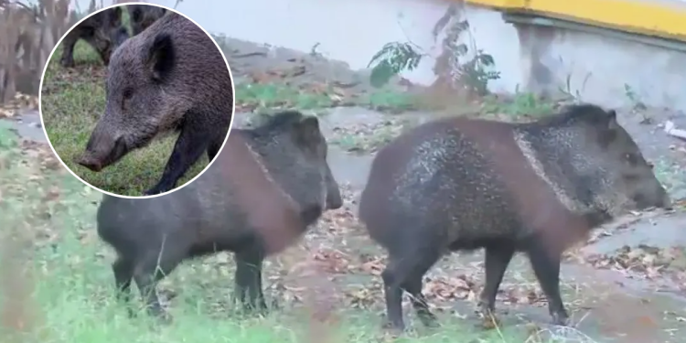 Jabalíes En Nuevo León › Regiadísticas