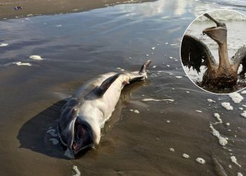 Derrame de petróleo en Golfo de México