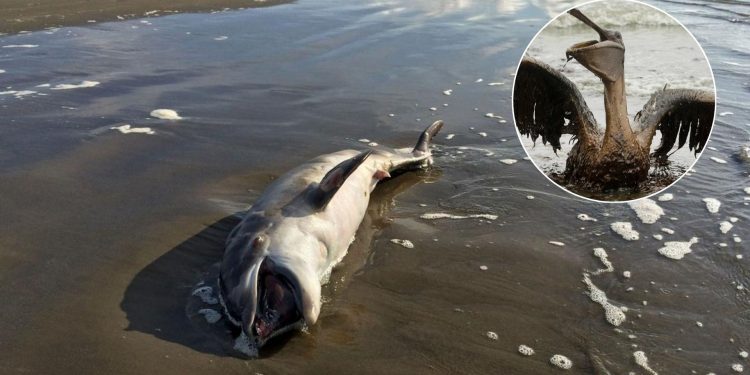 Derrame De Petróleo En Golfo De México › Regiadísticas