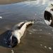 Derrame De Petróleo En Golfo De México › Regiadísticas