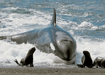 Conoce a Las Orcas En La Península De Valdés › Regiadísticas