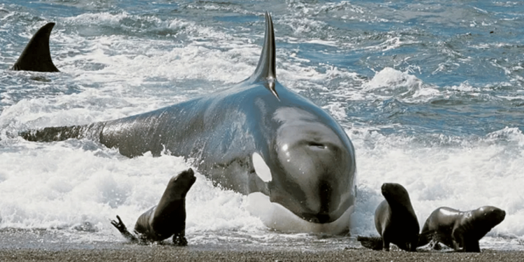 Conoce a Las Orcas En La Península De Valdés › Regiadísticas