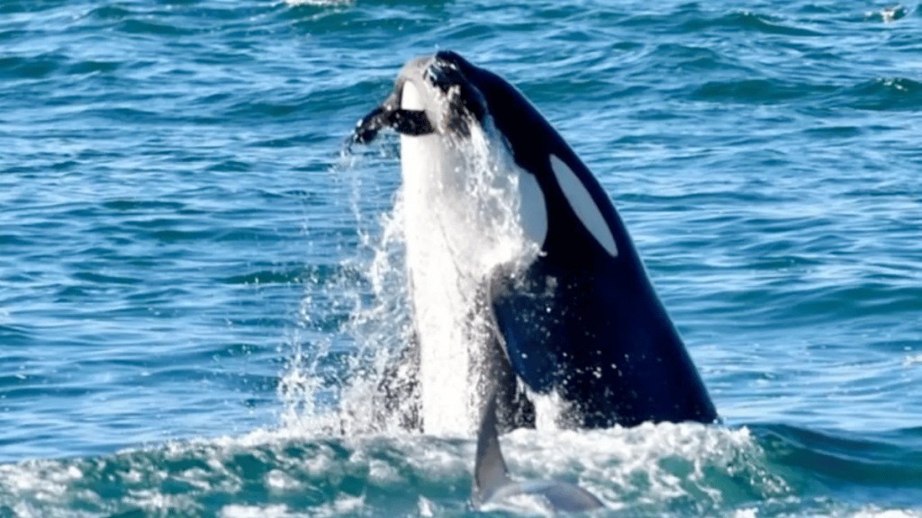 Orcas En La Península De Valdés Cazando, Es Un Varamiento Intencional