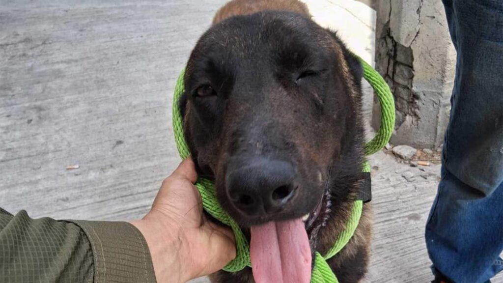 Atención Médica Para El Perro Rescatado › Regiadísticas