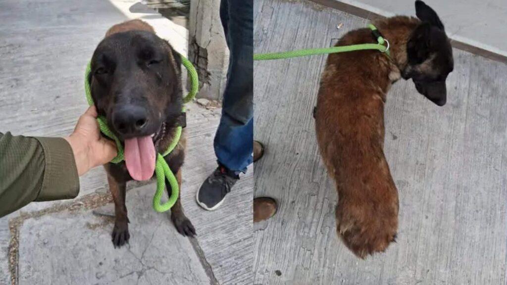 Perro Agredido Con Un Machete En Apodaca › Regiadísticas