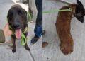 Perro Agredido Con Un Machete En Apodaca › Regiadísticas