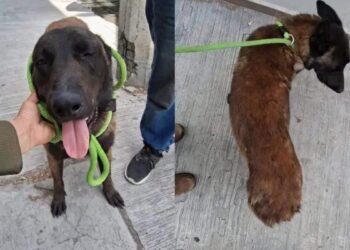 Perro Agredido Con Un Machete En Apodaca › Regiadísticas
