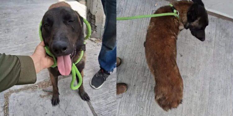 Perro Agredido Con Un Machete En Apodaca › Regiadísticas