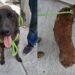 Perro-agredido-con-un-machete-en-apodaca › Regiadísticas Perro Agredido Con Un Machete En Apodaca › Regiadísticas