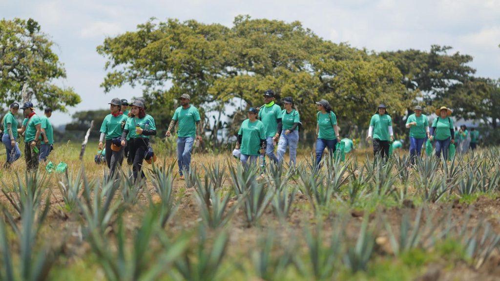 Agave En Jalisco  › Regiadísticas