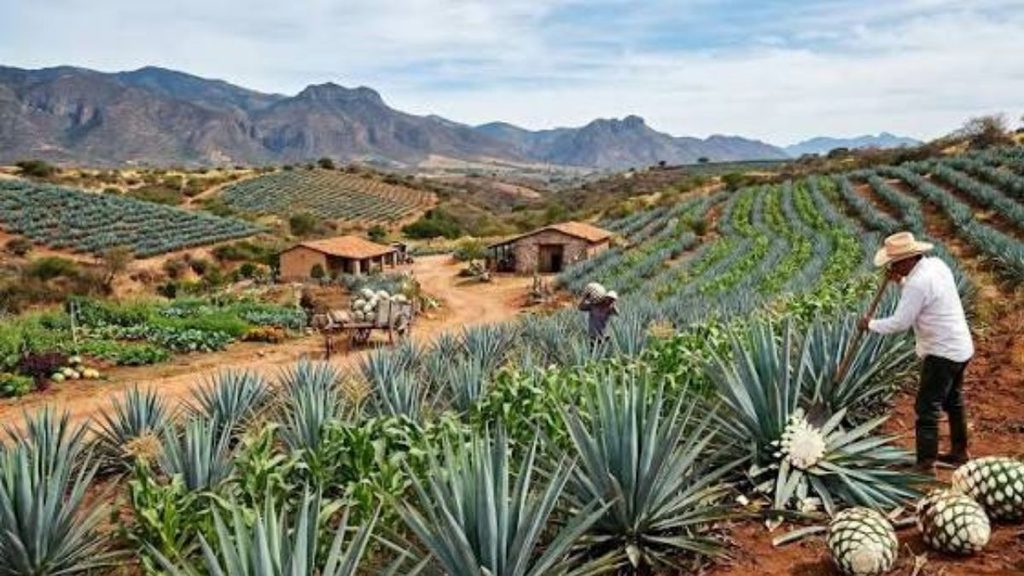 Agave En Jalisco  › Regiadísticas