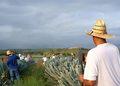 La Expansión Del Agave En Jalisco › Regiadísticas La Expansión Del Agave En Jalisco › Regiadísticas