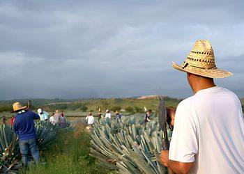 La Expansión Del Agave En Jalisco › Regiadísticas La Expansión Del Agave En Jalisco › Regiadísticas