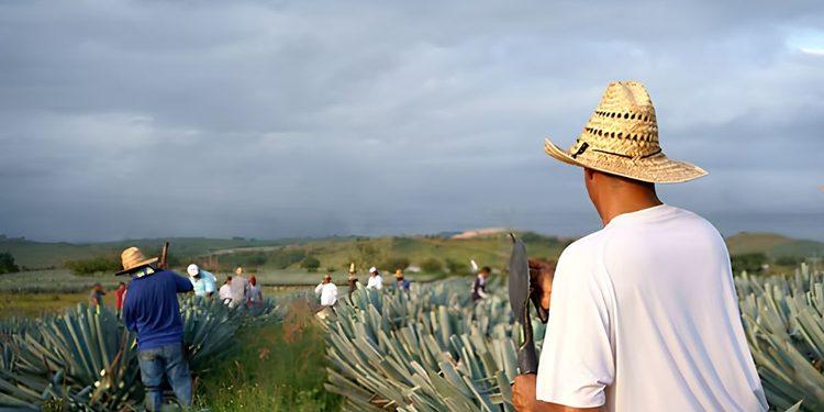 La Expansión Del Agave En Jalisco › Regiadísticas