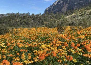 Campo De Cempasúchil En Santiago › Regiadísticas
