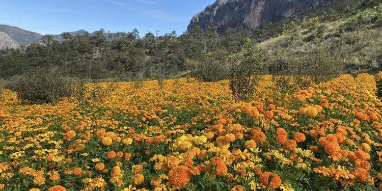 Campo De Cempasúchil En Santiago › Regiadísticas