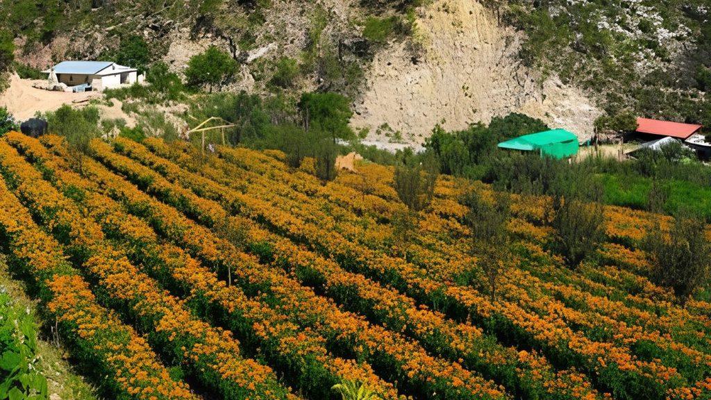Campo De Cempasúchil En Santiago › Regiadísticas