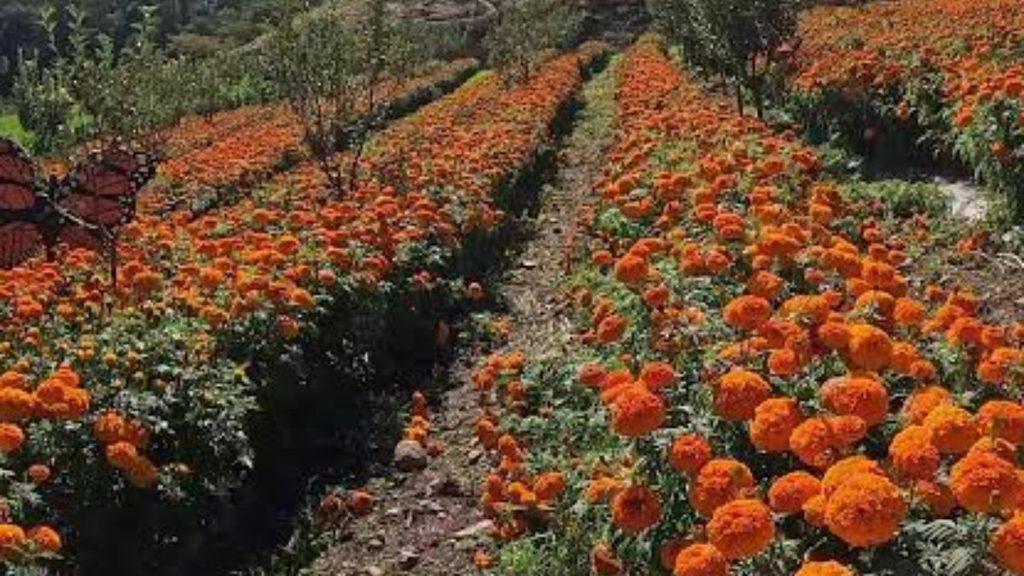 Campo De Cempasúchil En Santiago › Regiadísticas
